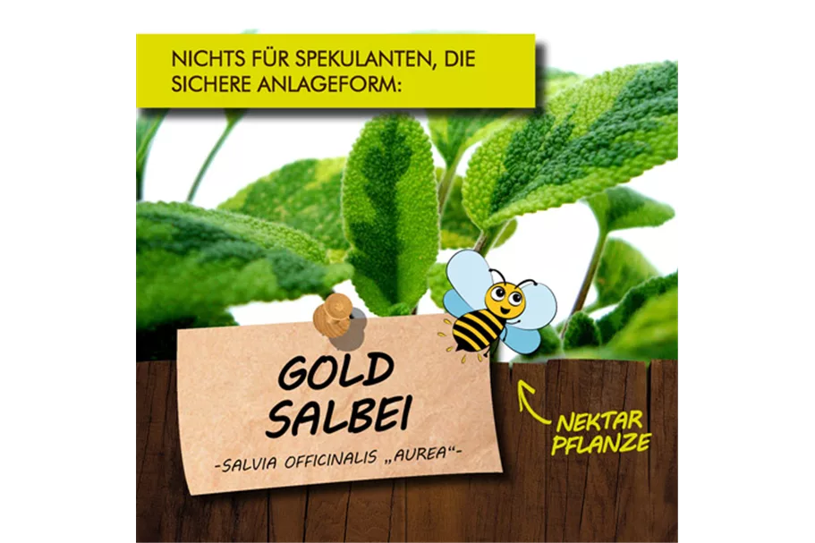 Bio Goldsalbei Kräutertopf 12 cm Goldsalbei