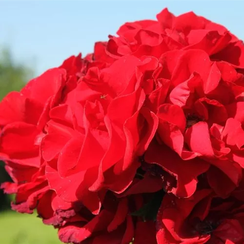 Strauchrose 'Roter Korsar'® ADR