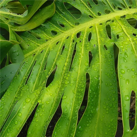 tropical-leaf-19169_1280.jpg