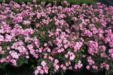 Kleinstrauchrose 'Lavender Dream'® 90 cm Stamm, 7,5 Liter Topf