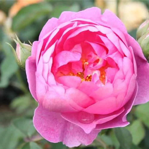 Strauchrose Royal Jubilee ®