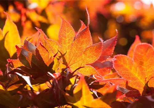 Der herbstliche Garten schön in Form