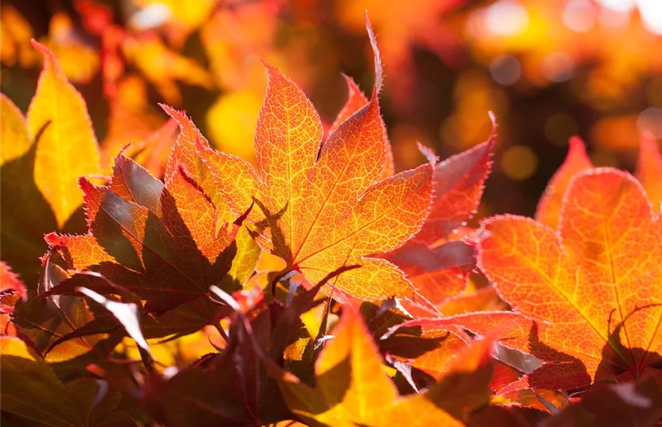 Der herbstliche Garten schön in Form