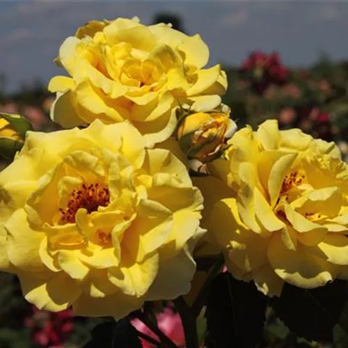 Strauchrose 'Lichtkönigin Lucia'®