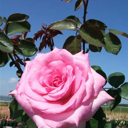 Edelrose 'Beverly'®