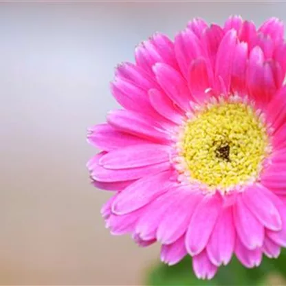 Gerbera - pflanzen ins Gartenbeet