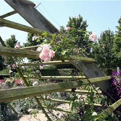 Gartengestaltung 6 - Der Rosengarten