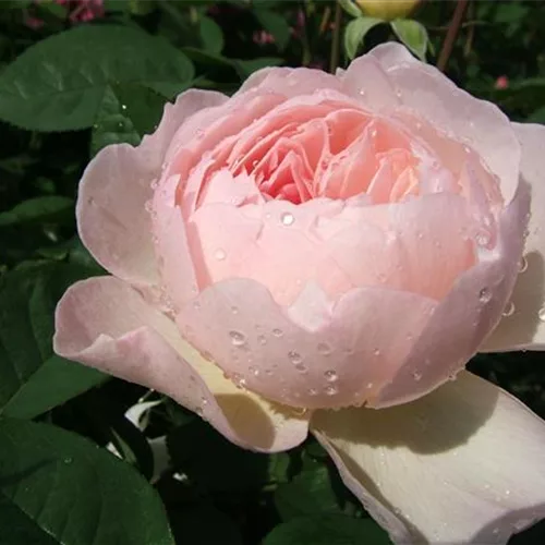 Strauchrose 'Gentle Hermione'®