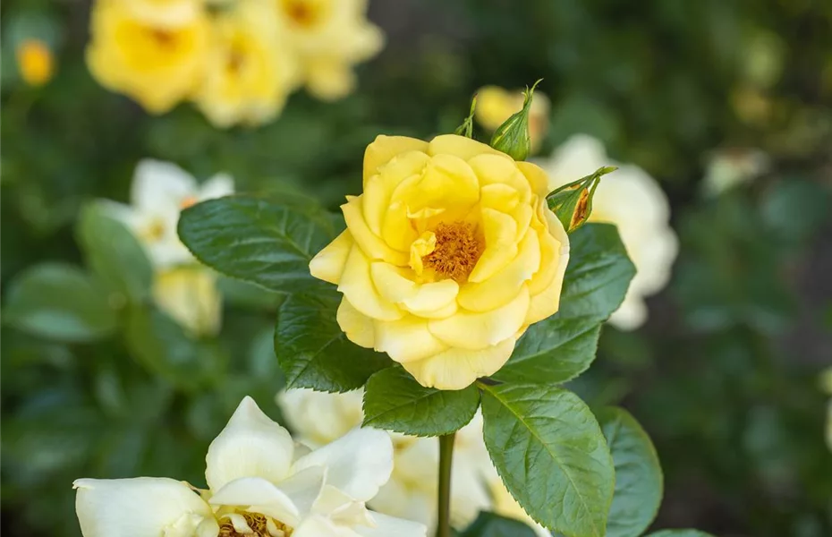 Rosenvielfalt entdecken – Rosen haben so viel zu bieten