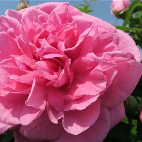 Strauchrose 'Gertrude Jekyll'®