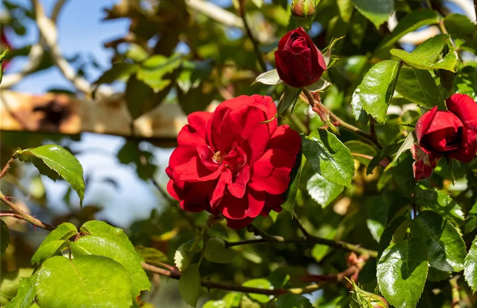 Rosenvielfalt entdecken – Rosen haben so viel zu bieten