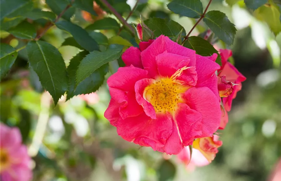 Historische Rosen – Schönheit mit einer langen Geschichte