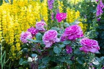 Rosen im Frühling zurückschneiden und damit gesund halten