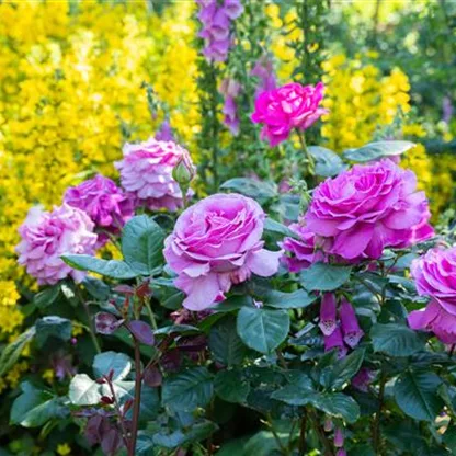 Rosen im Frühling zurückschneiden und damit gesund halten