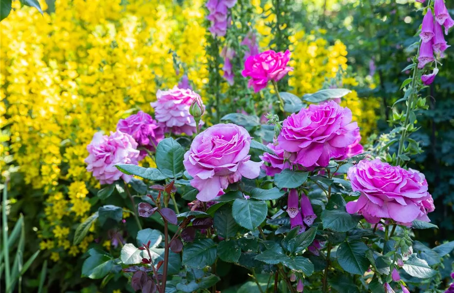 Rosen im Frühling zurückschneiden und damit gesund halten