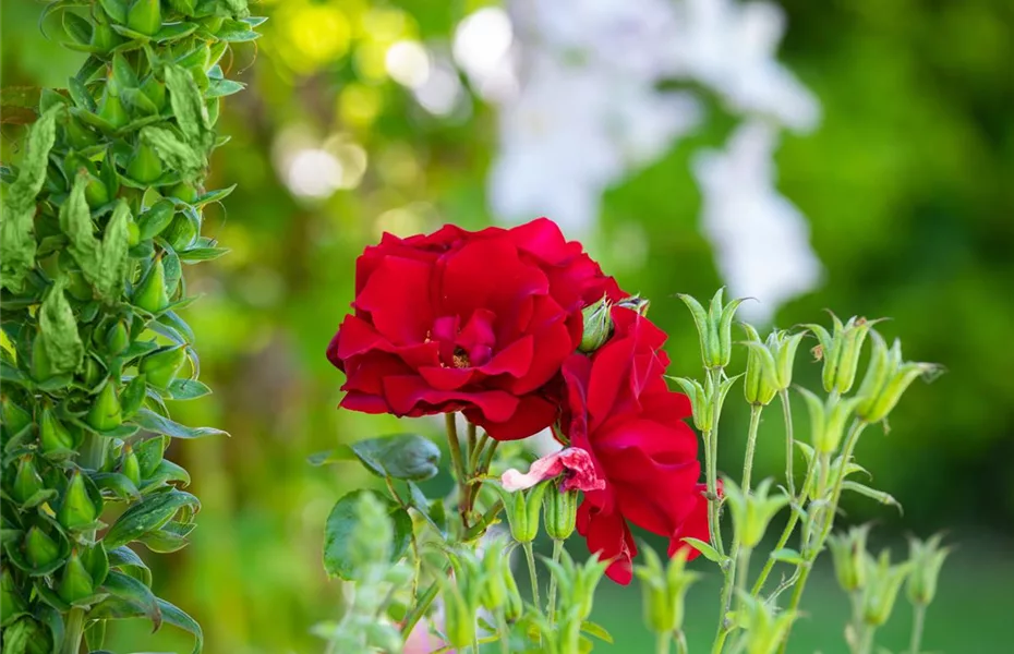 Rosen im Frühling zurückschneiden und damit gesund halten