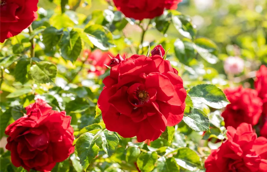 Rosen im Frühling zurückschneiden und damit gesund halten