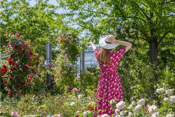 Der Rosengarten – schlichte Eleganz und tolle Düfte