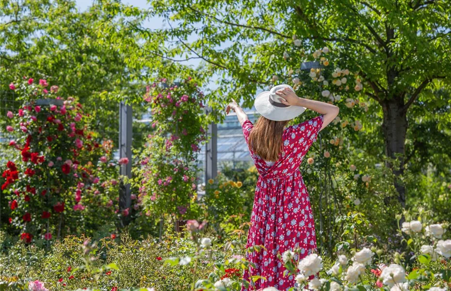 Der Rosengarten – schlichte Eleganz und tolle Düfte