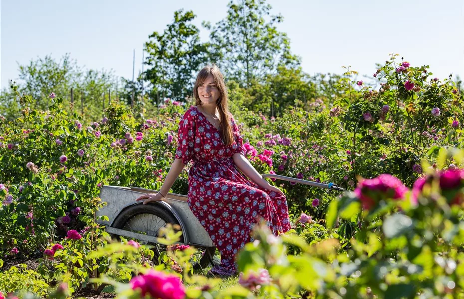 Der Rosengarten – schlichte Eleganz und tolle Düfte