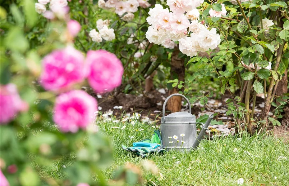 Der Rosengarten – schlichte Eleganz und tolle Düfte