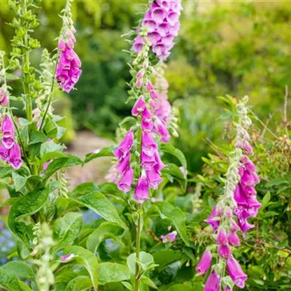 Stauden einpflanzen und den Garten neu gestalten