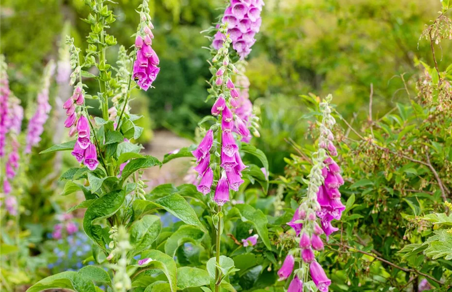 Stauden einpflanzen und den Garten neu gestalten