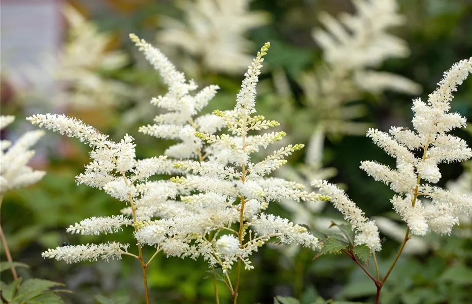 Stauden einpflanzen und den Garten neu gestalten