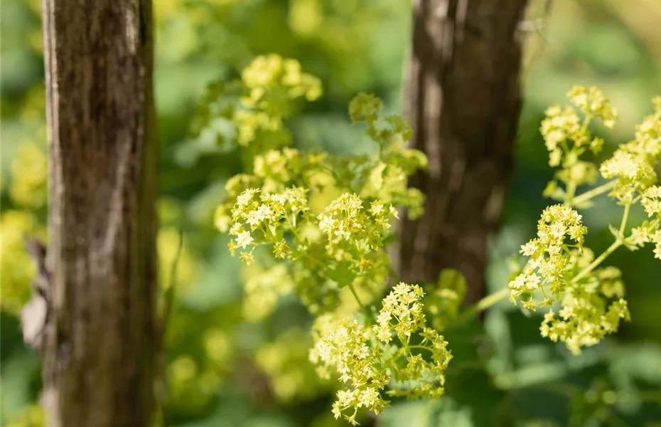 Stauden einpflanzen und den Garten neu gestalten