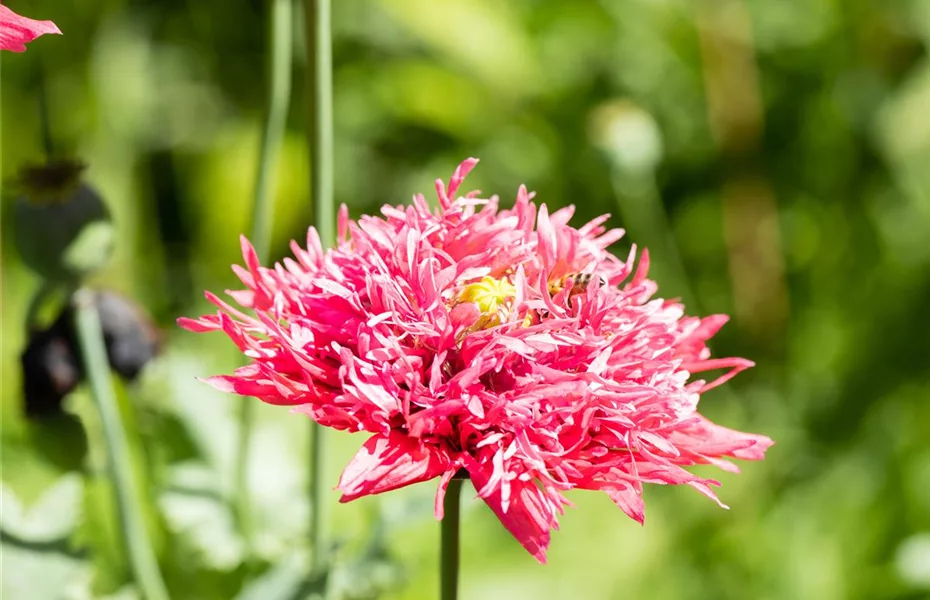 Stauden einpflanzen und den Garten neu gestalten