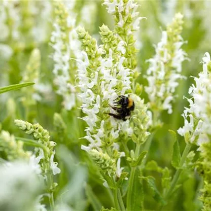 Stauden kaufen und den Garten so schön wie nie erleben