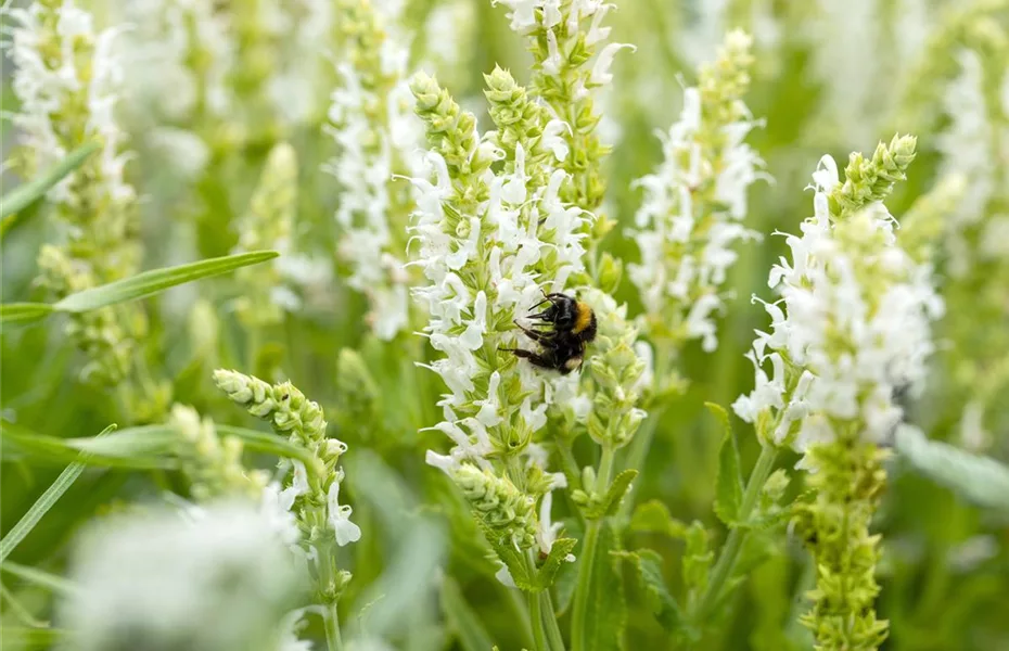 Stauden kaufen und den Garten so schön wie nie erleben