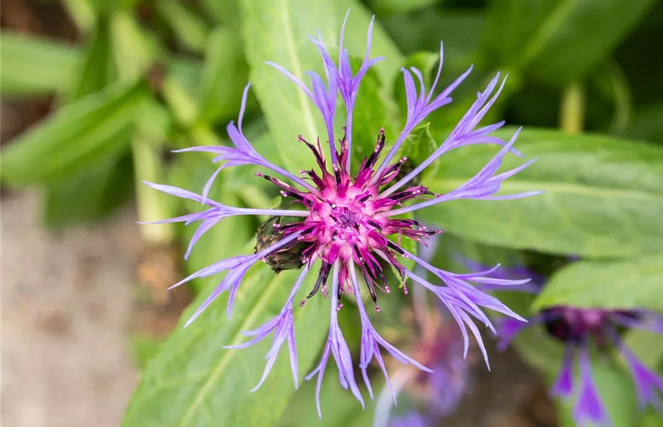 Stauden kaufen und den Garten so schön wie nie erleben