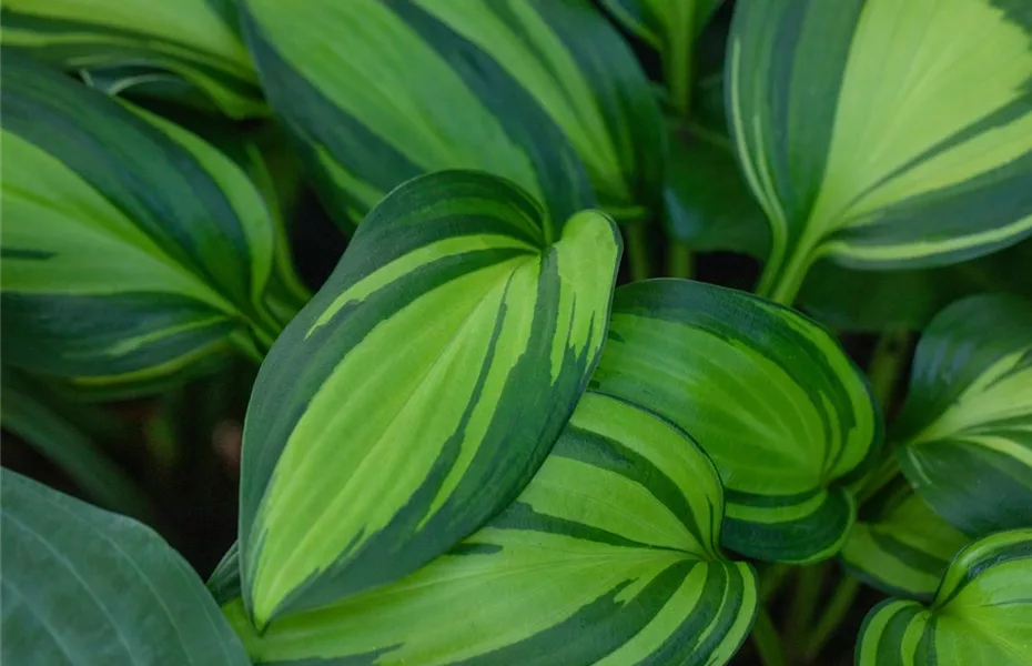 Stauden kaufen und den Garten so schön wie nie erleben