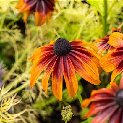 Bunte Blüten so weit das Auge reicht – Einen Staudengarten gestalten