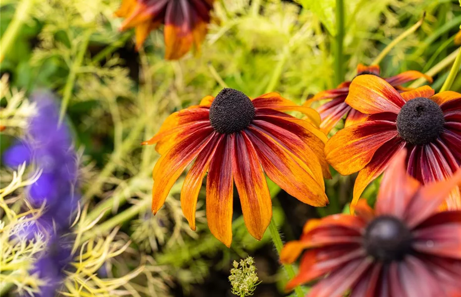 Bunte Blüten so weit das Auge reicht – Einen Staudengarten gestalten