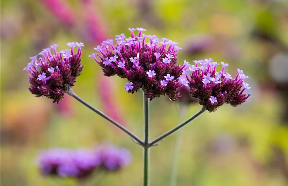 Bunte Blüten so weit das Auge reicht – Einen Staudengarten gestalten