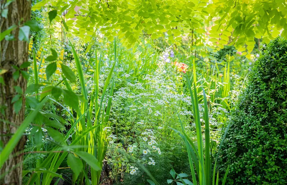 Bunte Blüten so weit das Auge reicht – Einen Staudengarten gestalten