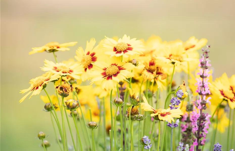 Bunte Blüten so weit das Auge reicht – Einen Staudengarten gestalten