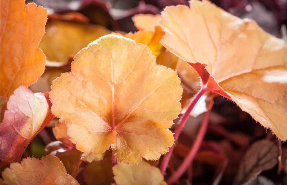 Das Purpurglöckchen – eine Kämpfernatur im Staudenbeet