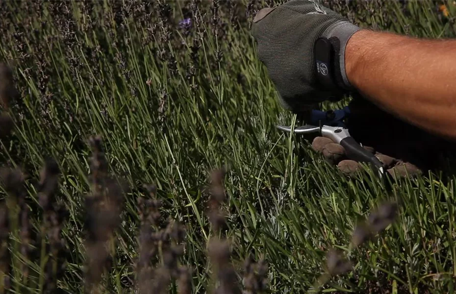 Lavendel – Zurückschneiden