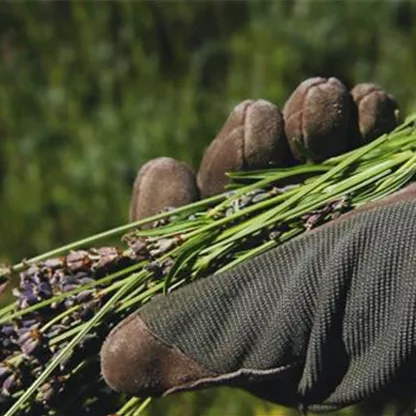 Lavendel - Zurückschneiden