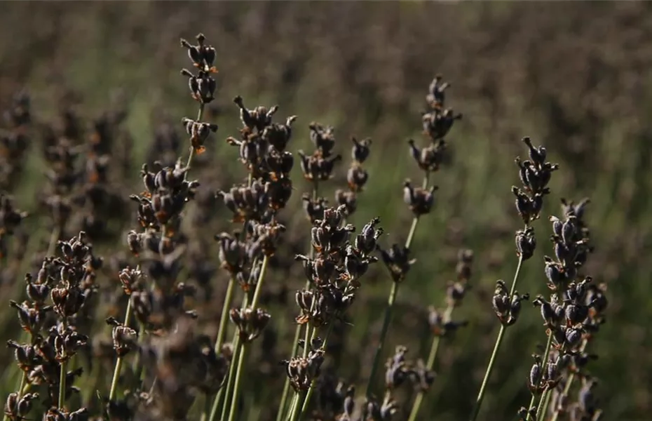 Lavendel – Zurückschneiden