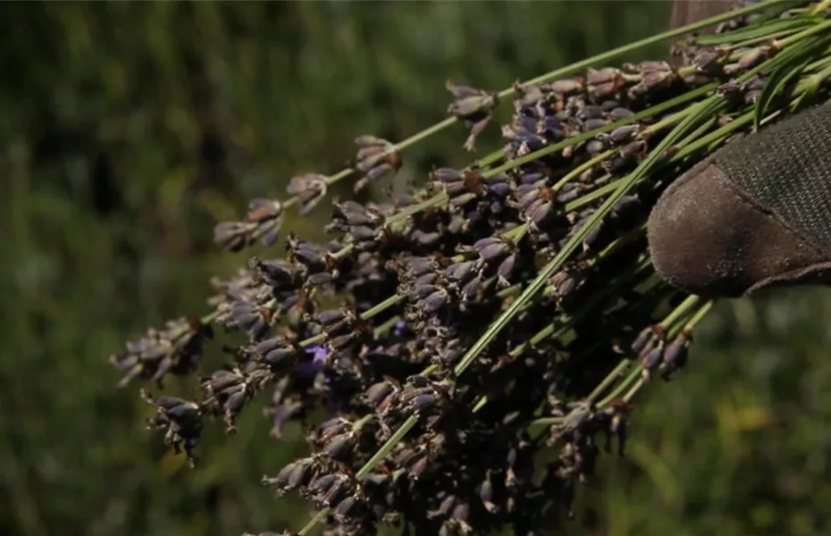 Lavendel – Zurückschneiden