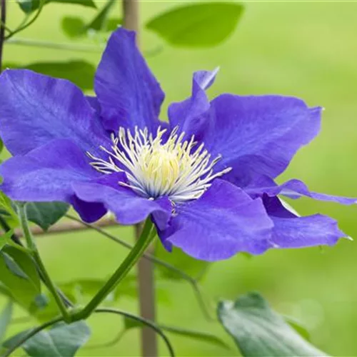 Clematis – die robuste Kletterpflanze im Garten