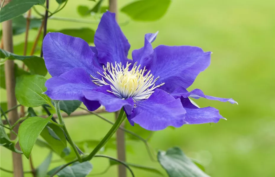 Clematis – die robuste Kletterpflanze im Garten