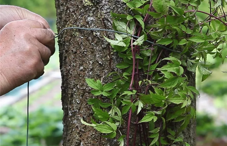 Clematis - Pflanzen im Garten