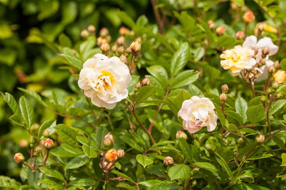 Strauchrose 'Ghislaine de Feligonde' 5 Liter Topf