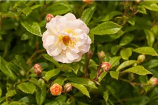 Strauchrose 'Ghislaine de Feligonde' 5 Liter Topf