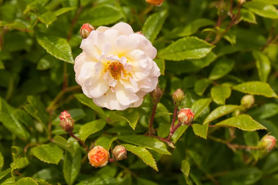 Strauchrose 'Ghislaine de Feligonde' 5 Liter Topf